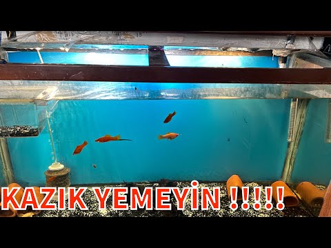 PET SHOP dan kazık yemeyin - cüce vatoz - akvaryum balıkları -akvaryum - Lepistes