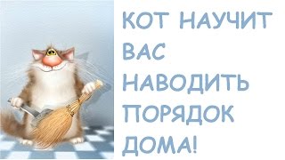 Чистота в доме где живет кот Чистота в доме где живет кот