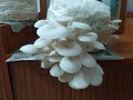 How to grow mushroom at home easily