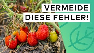 Tomatenanbau 🍅 10 FEHLER die du unbedingt vermeiden solltest ⚠️