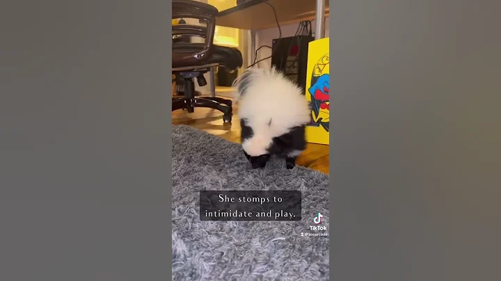 Info on domestic skunks. #ataritheskunk #skunk #skunks #animals #pets