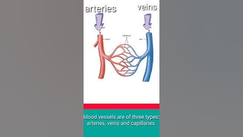 the circulatory system || icse ||5th standard || learn in 1 minute