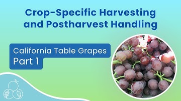 California Table Grapes: Harvesting | Part 1