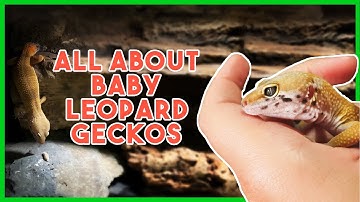 Uw luipaardgekko op de juiste manier opvoeden | TIPS & TRUCS VOOR SUCCES!