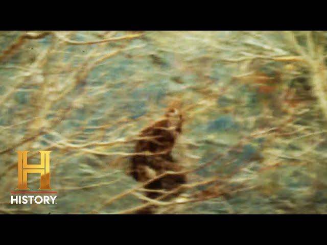 Bigfoot Encounter Leaves Man in Shock | The Proof Is Out There | Exclusive (Season 2) - YouTube