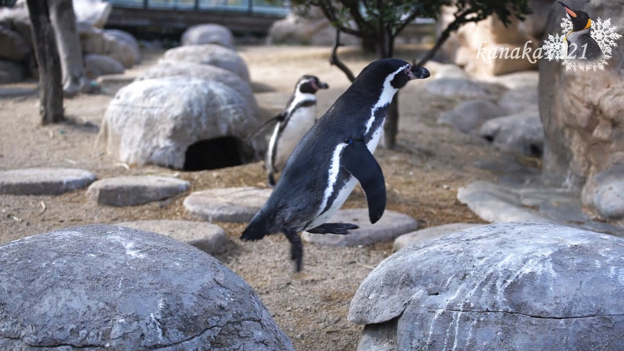 海響館 ビビリだったフンボルトペンギン”リサ！”今を見てください