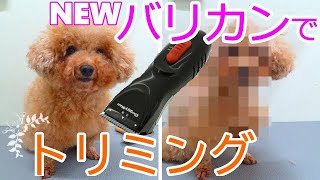 トイプードル カット トリミング バリカンでかわいいカットスタイル!!【toypoodle/デザインカット/モヒカンカット】