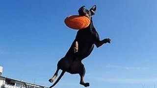 Manchester Terrier  Dog & his frisbee!