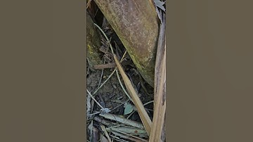 Gặp Con Rắn Hổ Lửa #Shorts