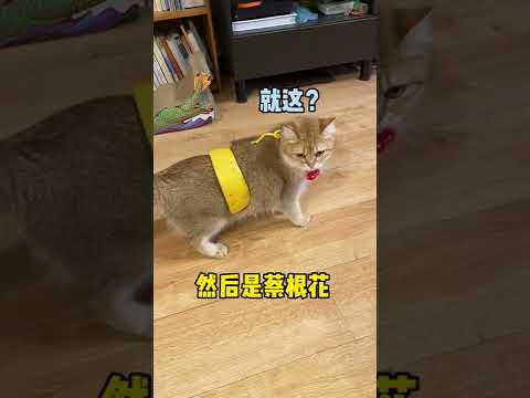 【麻蛋和丑丑】猫咪身上放了橘子皮就会变瘸！