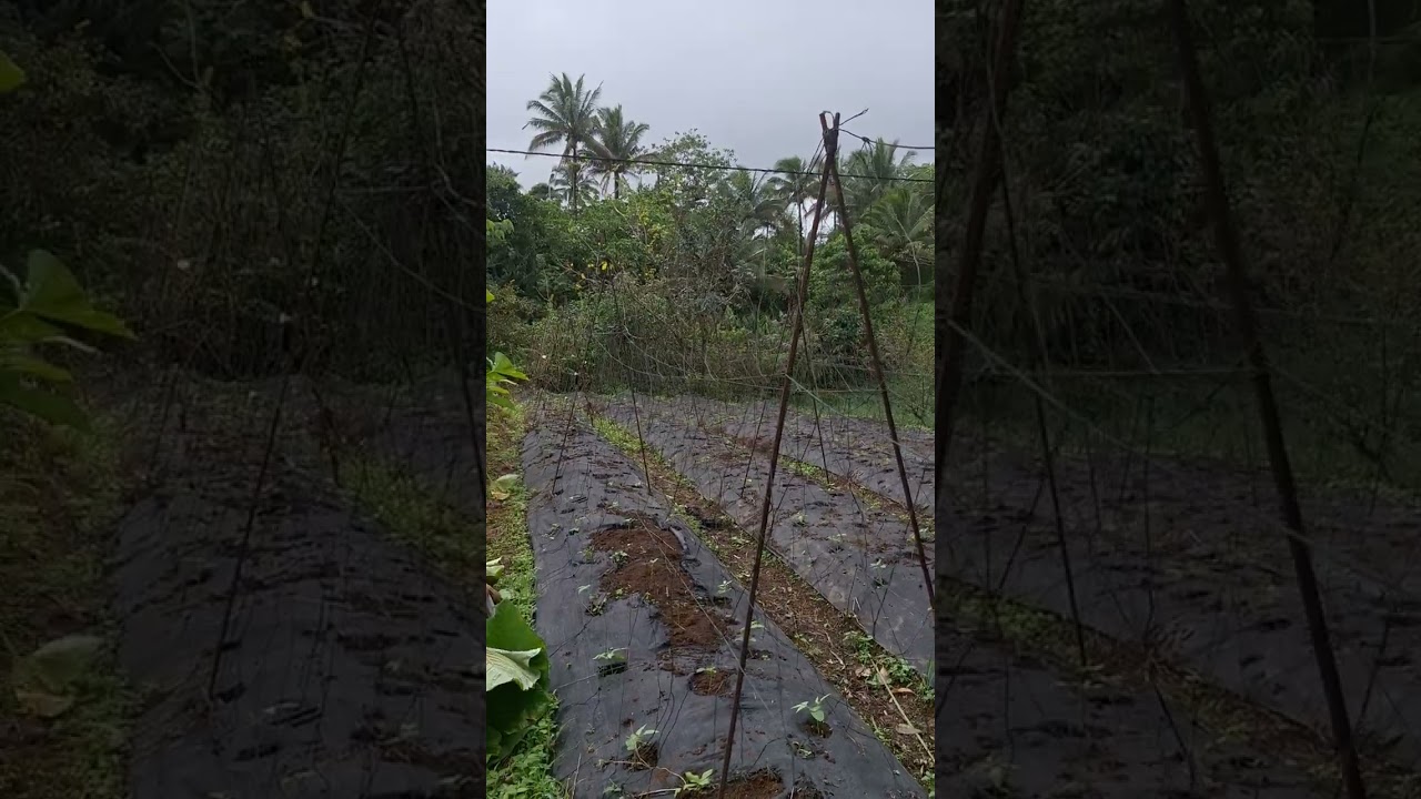 Sitaw at Okra pinag sama uubra kaya weed control ng manomano hirap e at unang tanim ng 2026 part #2