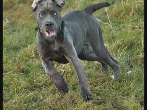 staffy x cane corso