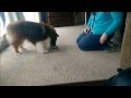 Dog Trick- Bell Ringing - Go Out- Marker Method Dog Trick- Bell Ringing - Go Out- Marker Method