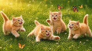 🐱🌼 Adorable Kittens Exploring Nature – Relaxing Outdoor Cat Video – Pure Feel-Good Moments screenshot 1