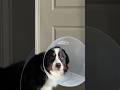 He’s not happy. He’s healing quickly he’ll be fine. #bernesemountaindog #coneofshame #dogs