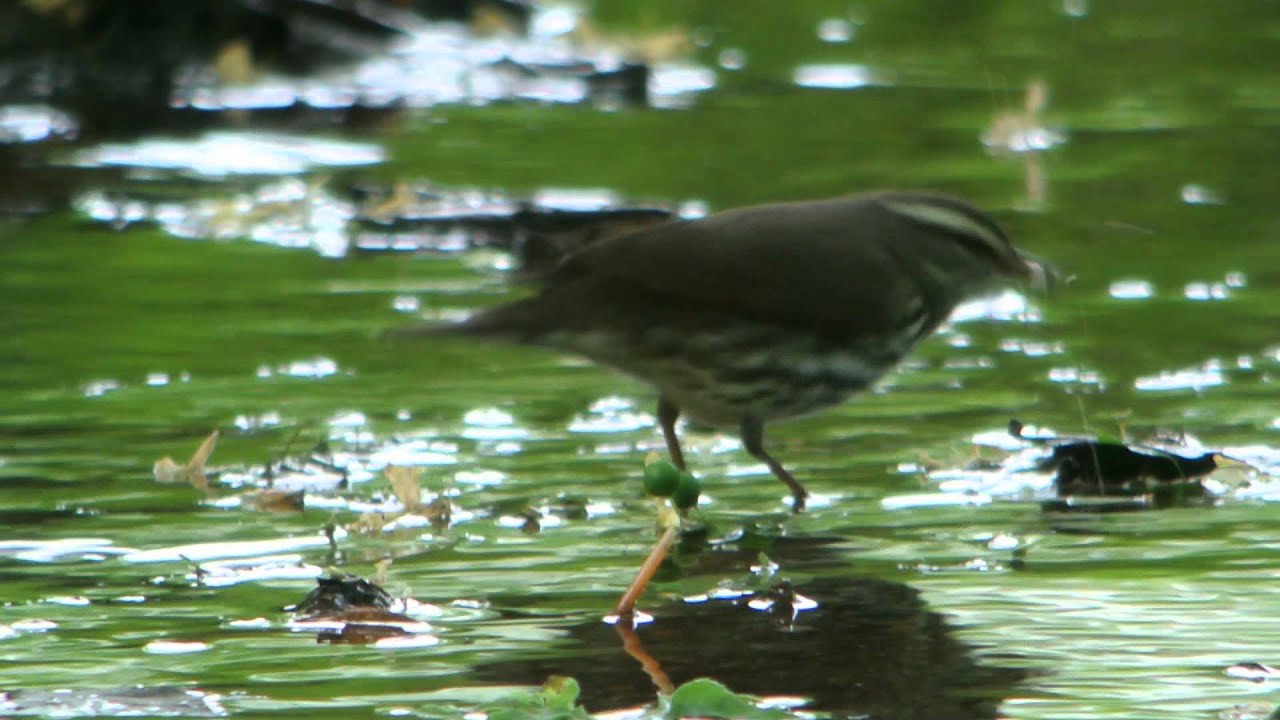 Waterthrush Quiz: Northern or Louisiana?