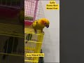 Sun conure tame bird #birds #beautifulbird #birdslover #sufiz