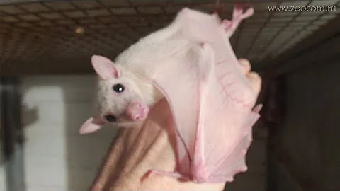 КРЫЛАН - БЕЛАЯ ЛЕТУЧАЯ СОБАКА? White fruit bat