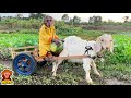 Yoyo jr takes the goat to harvest watermelon