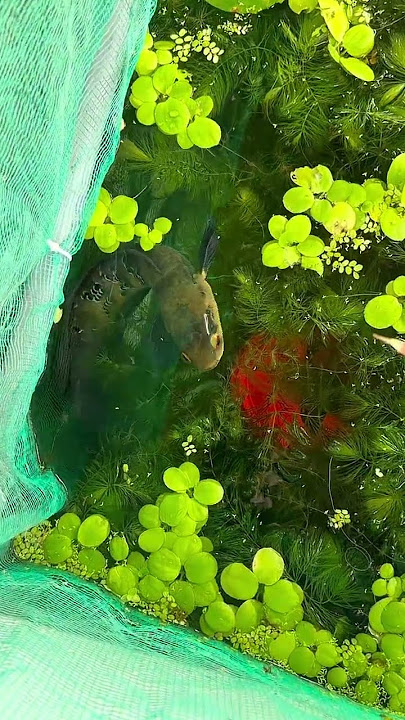 https://vt.tiktok.com/ZSSFpESFp/#cabaymau #guppy #aquarium #channa #caloc #caloccanh #calocvayrong