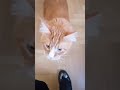 проверка кота  #особенныедети #кот