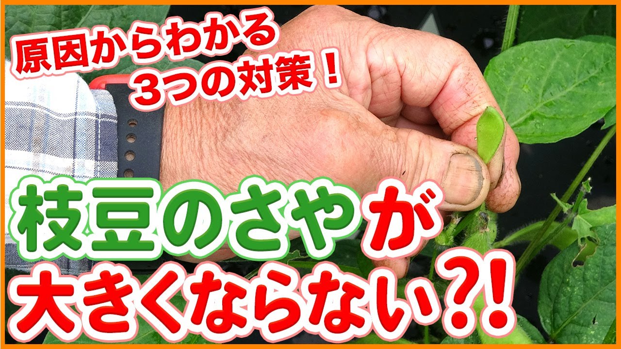 家庭菜園や農園の枝豆栽培でサヤが大きくならない！？原因から分かる3つの対策とエダマメの育て方を徹底解説！/ Tips for enlarging the pods of green soybeans.