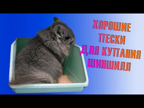 Купание шиншиллы. Какой песок выбрать