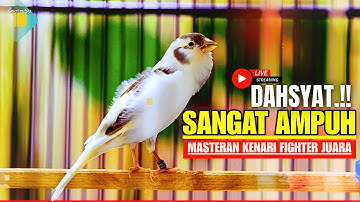 🔴KENARI MENDONGKRAK EMOSI! PANCINGAN / MASTERAN KENARI ROLL TEMBAK CENGKOK MEWAH LANGSUNG NYAUT