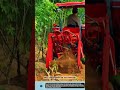 Brutal Cassava Harvest tool Saves Farm Labor #tools
