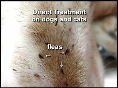 cat fleas and dog fleas