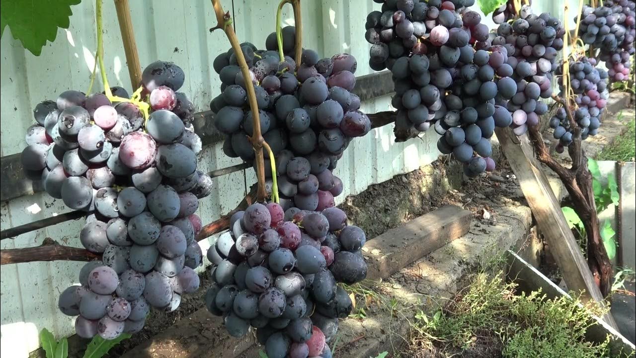 Виноград Фурор (Grapes Furor) 2015 - YouTube