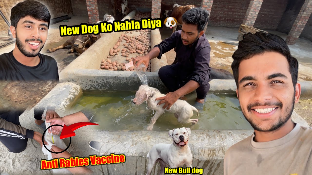 New Dog Ki Vaccine 💉 Kara Di 😍 Dog Ko Nahla Diya | New Bull Dog 🐕 | Zohaib Pendu | Saqlain Pendu 
