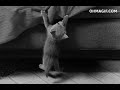 تعي يا قلبي