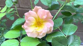 Josephs Coat Rose Day 1 Bloom