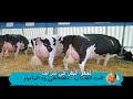 هب الشباب الشاعر مصطفى ود المأمور 