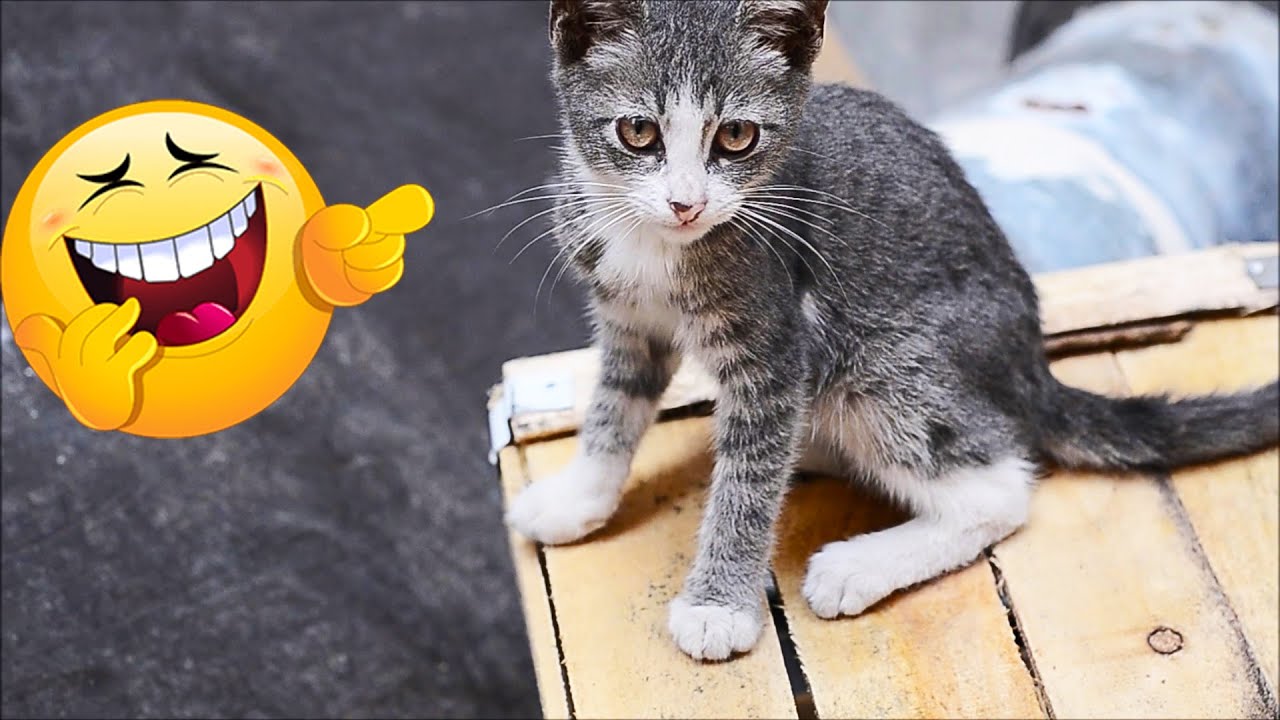 Stray Cats and Kittens Eating Cat Food And Playing Cat Games YouTube