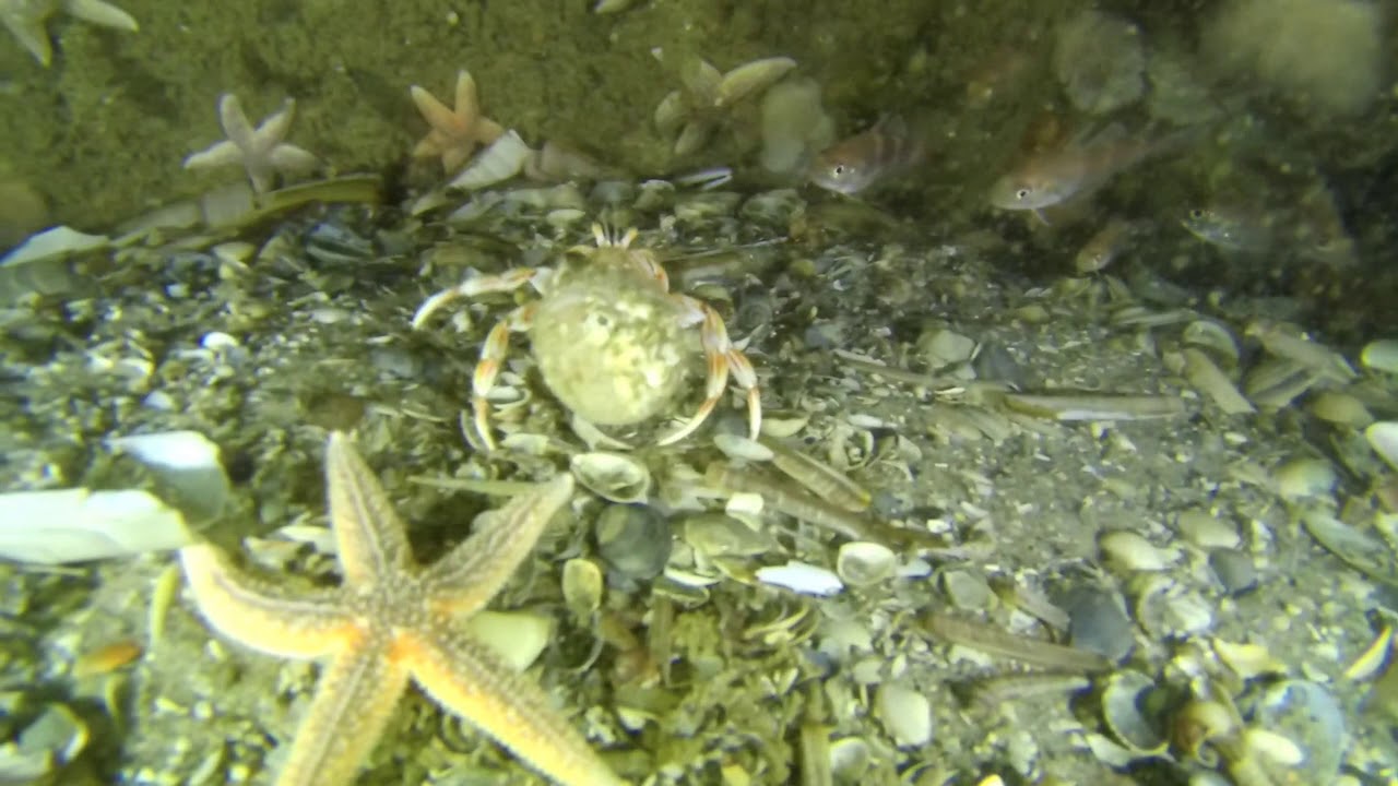 ⁣Wreckdive Thasos - Northsea - Terschelling - The Netherlands