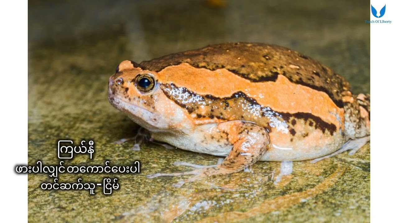 ဖားပါလျှင် တကောင်ပေးပါ - ကြယ်နီ၊ တင်ဆက်သူ - ငြိမ်