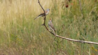 The red backed shrike is hunting on foot