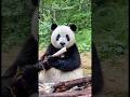Panda Care Taker Job 😳