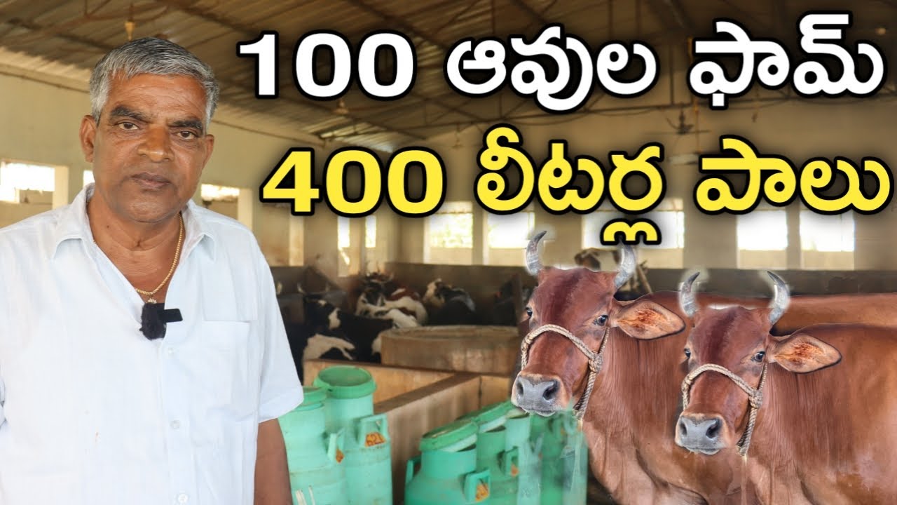 100 ఆవులతో డెయిరీ.. రోజు 400 లీటర్ల పాలు | 100 Cow Dairy