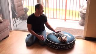 How to Choose the Proper Size and Shape of a Dog Bed  Cutest Dog Model