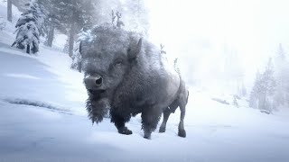 Red Dead Redemption 2 2024 gameplay Legendary White Bison location hunt and kill Legendary Animal