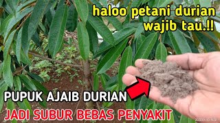 BERIKAN INI.‼️ AGAR DURIAN BEBAS PENYAKIT, CEPAT SUBUR DAN BERBUAH LEBAT