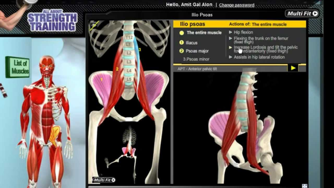 How Iliopsoas Muscles Work: 3D Anatomy of Muscles in Motion - YouTube