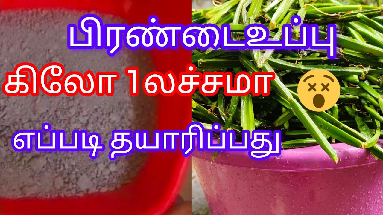 #பிரண்டைஉப்புதயாரிக்கும் முறை#How to make pirandai salt