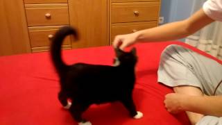 Aportujący kot 2 (Retrieving cat 2)