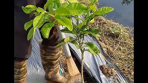 Kỹ thuật đánh cây bưởi Ruby Thái Lan - Bưởi Ruby Tabtim Siam: 0869214270