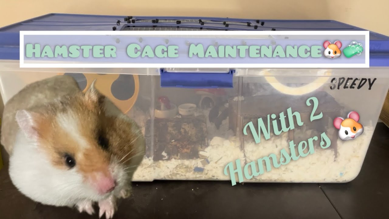 Hamster Cage Maintenance!! 🐹🧽🧹 - YouTube