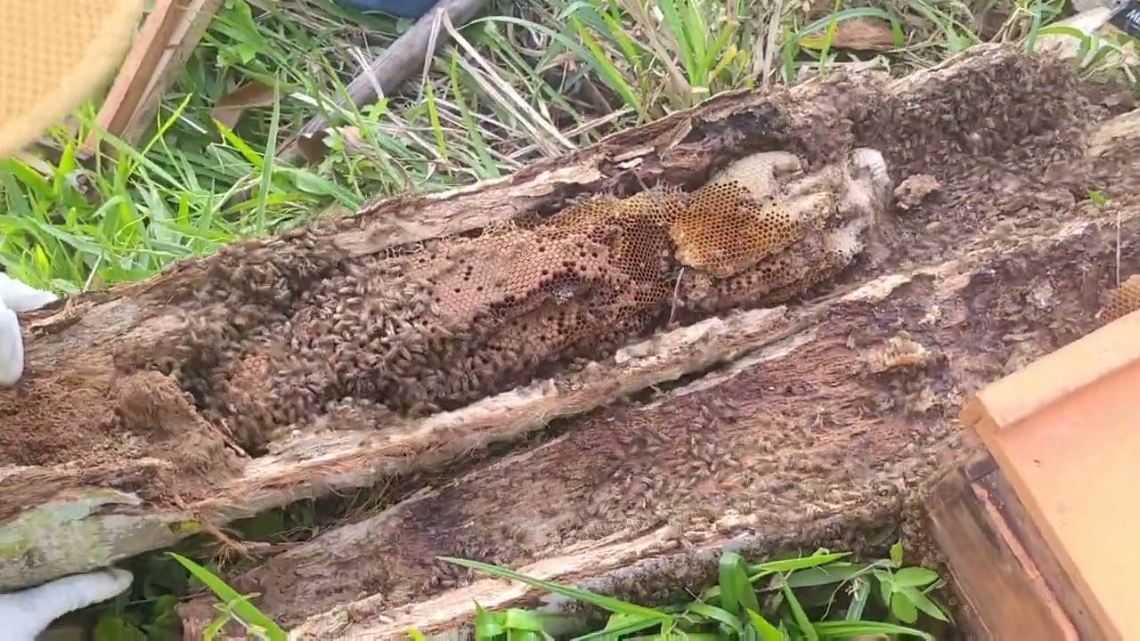 RESGATE no coqueiro/captura de abelhas apis 🐝